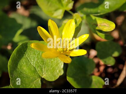 Die schöne gelbe Blüte eine Pflanze auf einer Wiese Stockfoto