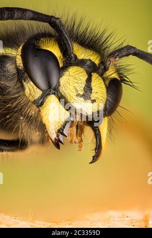 Makro Stapeln Fokus Porträt von Common Wasp. Ihr lateinischer Name ist Vespula vulgaris. Stockfoto