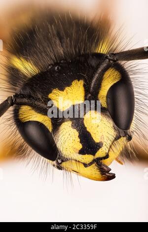 Makro Stapeln Fokus Porträt von Common Wasp. Ihr lateinischer Name ist Vespula vulgaris. Stockfoto