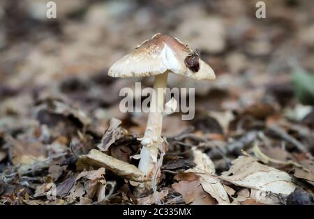 Pilze, Pilze bevölkern den Wald und füllen ihn mit Leben Stockfoto