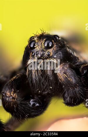 Makro Fokus Porträt von Wolf Spider. Stockfoto