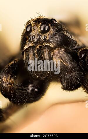 Makro Fokus Porträt von Wolf Spider. Stockfoto