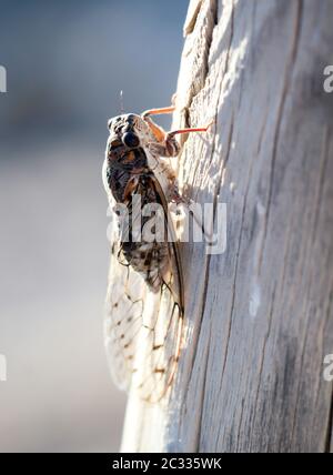 Eine Nahaufnahme einer Zikade auf einem Holzpfosten Stockfoto