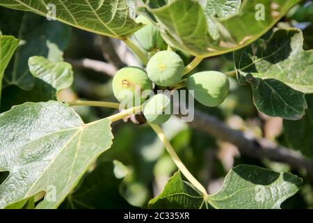 Feigen auf einem Feigenbaum reifen in der Sonne Stockfoto