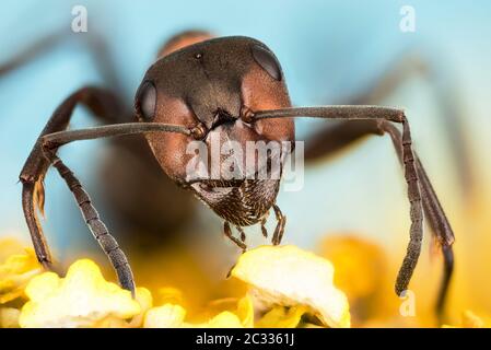 Makro Fokus Stapeln Porträt von roten Holz Ameise. Ihr lateinischer Name ist Formica rufa. Stockfoto