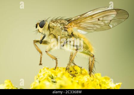 Makro Fokus Stapeln Porträt von Yellow Dung Fly. Ihr lateinischer Name ist Scathophaga stercoraria Stockfoto