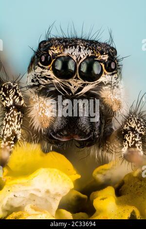 Makro Fokus Stapeln Porträt von Zebra Spider oder Common Jumping Spider . Sein lateinischer Name ist Salticus scenicus. Stockfoto