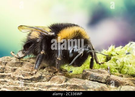 Makro Fokus Stapeln Aufnahme von Buff-tailed Bumblebee. Sein lateinischer Name ist Bombus terrestris. Stockfoto