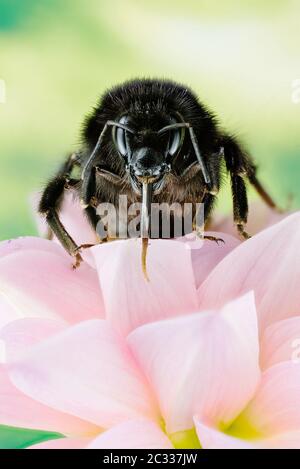 Makro Fokus Stapeln Aufnahme von Rotschwanzbumblebee trinken Nektar auf einer Blume. Sein lateinischer Name ist Bombus lapidarius. Stockfoto