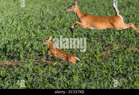 Mutter Hirsch und Baby laufen und springen durch Gras Farm Feld in den frühen Morgen Stockfoto