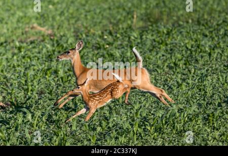 Mutter Hirsch und Baby laufen und springen durch Gras Farm Feld in den frühen Morgen Stockfoto