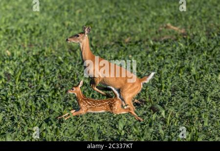 Mutter Hirsch und Baby laufen und springen durch Gras Farm Feld in den frühen Morgen Stockfoto