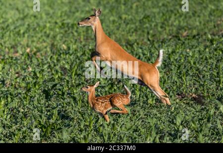 Mutter Hirsch und Baby laufen und springen durch Gras Farm Feld in den frühen Morgen Stockfoto