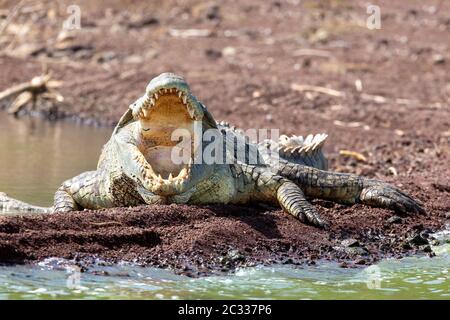 Big nile Krokodil, Chamo See Äthiopien, Afrika Stockfoto