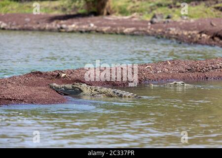 Big nile Krokodil, Chamo See Äthiopien, Afrika Stockfoto