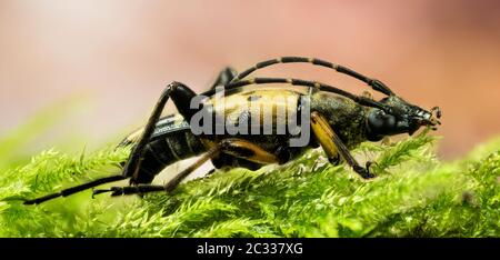 Makro Fokus Stapelung Aufnahme von Spotted Longhorn Beetle. Sein lateinischer Name ist Rutpela maculata. Stockfoto