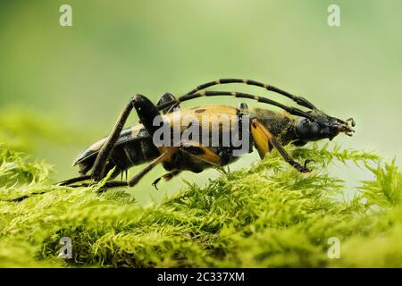 Makro Fokus Stapelung Aufnahme von Spotted Longhorn Beetle. Sein lateinischer Name ist Rutpela maculata. Stockfoto