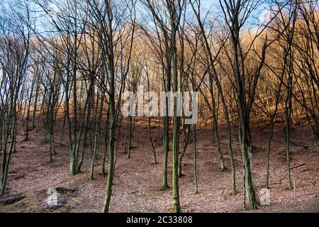 Schönen Himmel und Wolken über einem Wald mit Bäume ohne Blätter, auf einem Hügel, an einem sonnigen Herbsttag Stockfoto