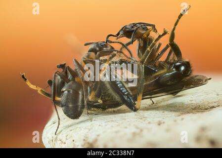 Fokus Stapelung Aufnahme von roten HolzAmeisen. Sie lateinischen Namen sind Formica rufa. Stockfoto