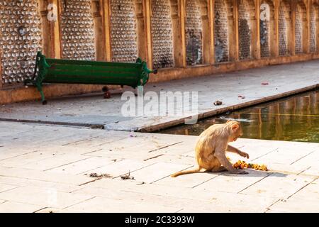 Affe in Galta Ji Tempel, Indien, Jaipur. Stockfoto