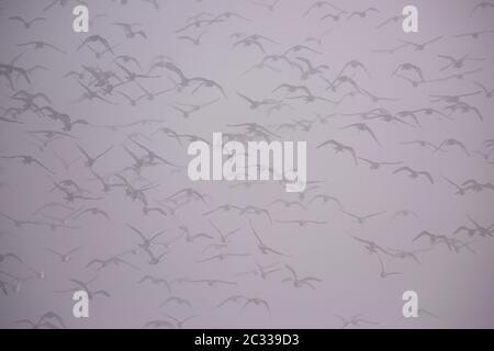 Schwarzschwanz-Godwit im Flug am Himmel. Ihr lateinischer Name ist Limosa limosa. Stockfoto