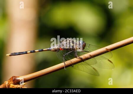 Schöne Libelle im Masoala-Regenwald, Afrika, madagassische Tierwelt Stockfoto