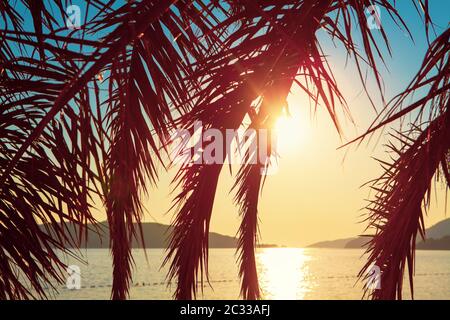 Küstenpalmen im Sonnenlicht, Sonnenreflexion im Meerwasser Stockfoto