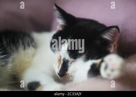 Junge Calico Cat Schlafen auf einem Rosa Sofa Stockfoto