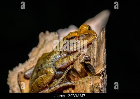 Baumfrosch Boophis rhodoscelis, Noctirnalfrosch in der Familie Mantelliden. Masoala-Nationalpark, madagassische Tierwelt und Wildnis Stockfoto