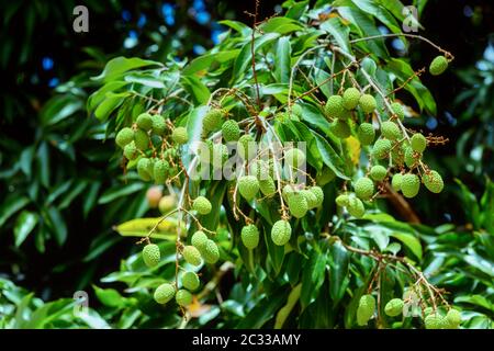 Unreife exotische Früchte Lychee am Baum, Masoala-Nationalpark. Madagaskar. Stockfoto