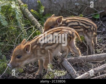 Wildschweinschweine 'Sus scrofa' Stockfoto