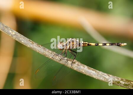 Schöne Libelle im Masoala-Regenwald, Afrika, madagassische Tierwelt Stockfoto