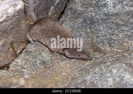 Europäische Weißzahnspitzmaus 'Crocidura-Täubling' Stockfoto