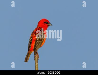 Schöne Madagaskar Vogel rot fody, Foudia madagascariensis auf dem Zweig mit blauem Himmel Hintergrund. Madagascar Wildlife Safari Stockfoto