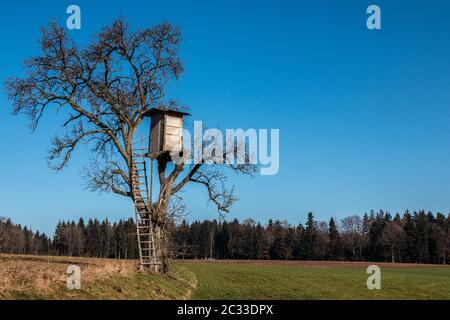 Wackelig erhabene verstecken sich oben auf einem hohen Baum Stockfoto