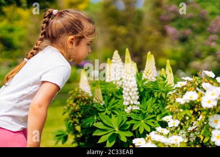 Junges kaukasisches weißes Mädchen, das große weiße Lupinsblüten auf einer Wiese riecht. Blühende Blumen auf einem Feld an einem Sommertag. Verschwommener Hintergrund Stockfoto