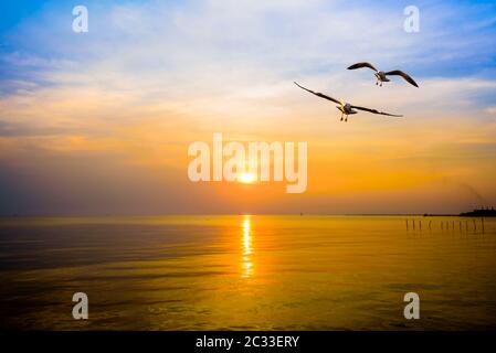 Paar Möwen in Gelb, Orange, blue sky bei Sonnenaufgang, Tier in der wunderschönen Natur Landschaft für Hintergrund, zwei Vögel über dem Meer, Wasser fliegen oder Stockfoto