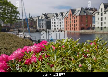 Blick auf die Altstadt von Alesund am Meer mit Häusern im Jugendstil und blühenden roten Blumen. Stockfoto