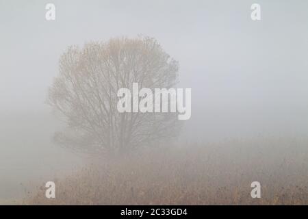 Weidenbaum im frühen Morgennebel zwischen Schilf / Oberlausitz - Sachsen Stockfoto