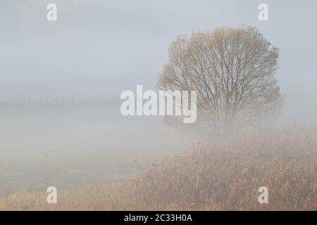 Weidenbaum im frühen Morgennebel zwischen Schilf Stockfoto