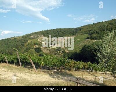 Weinberge und Olivenhaine im Chianti, Toskana Stockfoto