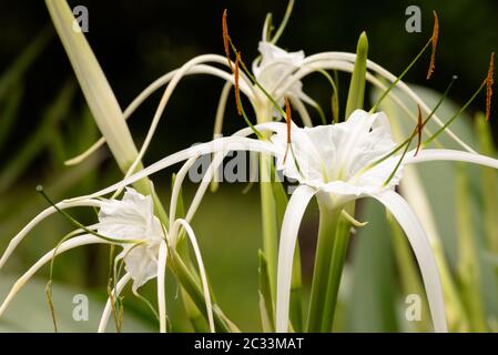 Nahaufnahme der leichten, zarten, gossamer Blüten der weißen Spinnenlilie in verschiedenen Reifephasen Stockfoto