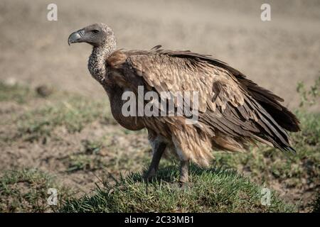 Unreife Ruppell Gänsegeier steht auf Gras Stockfoto