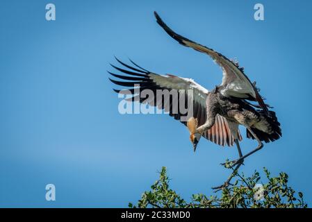 Unreife grau gekrönt Kran Landung auf Baum Stockfoto