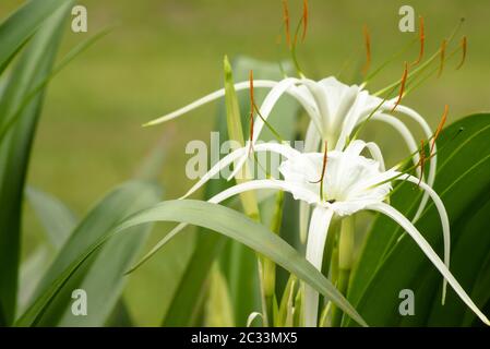 Nahaufnahme der leichten, zarten, gossamer Blume der weißen Spinnenlilie. Kleine Biene, die tief in der Tasse der Blume nach Nektar geht. Stockfoto