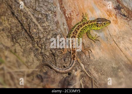 Sandeidechse 'Lacerta agilis' Männchen Stockfoto