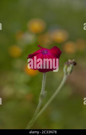Königskerze rosa 'Silene coronaria' Stockfoto