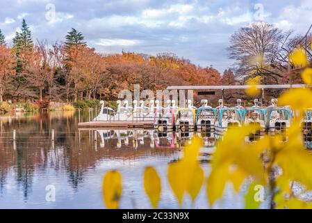 Niedliche ente Tretboot schwimmend in den Teich von kichijoji Inokashira Park Stockfoto