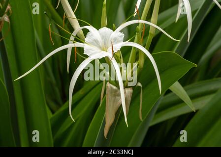 Nahaufnahme der leichten, zarten, gossamer Blume der weißen Spinnenlilie Stockfoto