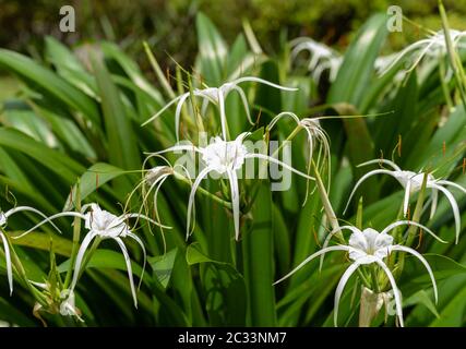 Auffällige weiße Spinnenlilien mit natürlichen grünen Blättern im Hintergrund Stockfoto